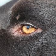 Kleiner münsterländer Ræhrbakken's Geist