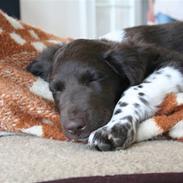 Kleiner münsterländer Ræhrbakken's Geist