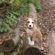 Amerikansk staffordshire terrier Arslan