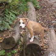 Amerikansk staffordshire terrier Arslan