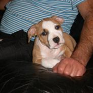 Amerikansk staffordshire terrier Arslan