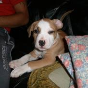 Amerikansk staffordshire terrier Arslan