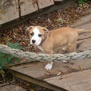 Amerikansk staffordshire terrier Arslan