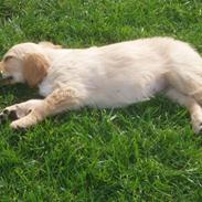 Golden retriever Sallie