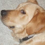 Golden retriever Sallie