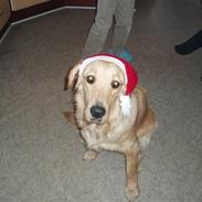 Golden retriever Sallie