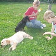 Golden retriever Sallie