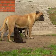 Bullmastiff Bullbjerggårds Amalie