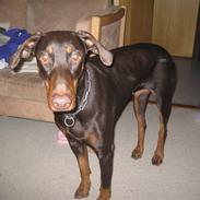 Dobermann Freja ***rip****