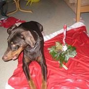 Dobermann Freja ***rip****