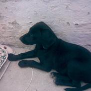 Labrador retriever Trille