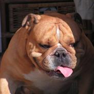 Engelsk bulldog Basse