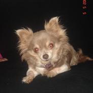 Chihuahua Bijou