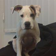 Blanding af racer Tyson J.