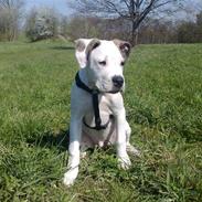 Blanding af racer Tyson J.