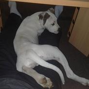 Blanding af racer Tyson J.