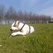 Blanding af racer Tyson J.