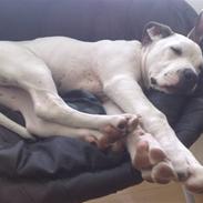 Blanding af racer Tyson J.