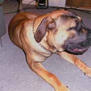 Boerboel anasha moeffe