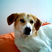 Blanding af racer Teddy