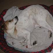 Blanding af racer Teddy