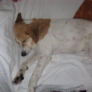 Blanding af racer Teddy