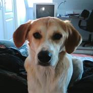 Blanding af racer Teddy