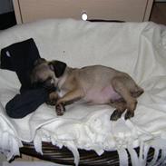 Mops Lukky