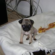 Mops Lukky