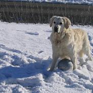 Golden retriever Zacko