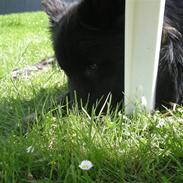 Islandsk fårehund Toftedals Aus (Aslan)