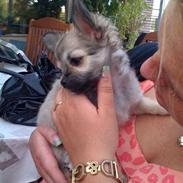 Chihuahua Marabou