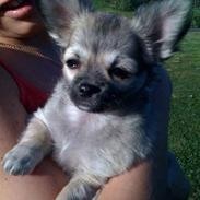 Chihuahua Marabou