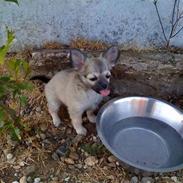 Chihuahua Marabou