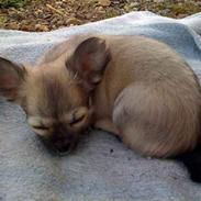 Chihuahua Marabou