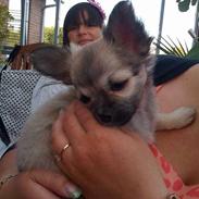 Chihuahua Marabou