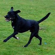 Labrador retriever Samba <33