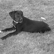 Labrador retriever Samba <33