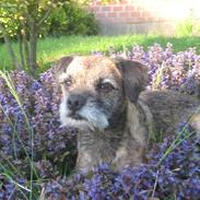 Border terrier Lutras Oscar * RIP
