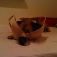 Border terrier Lutras Oscar * RIP