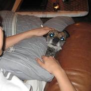 Border terrier Lutras Oscar * RIP