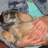 Border terrier Lutras Oscar * RIP