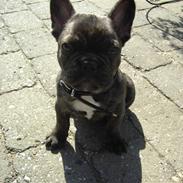 Fransk bulldog Champ