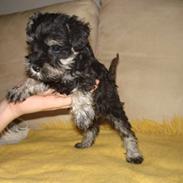 Dvaergschnauzer Willy