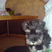 Dvaergschnauzer Willy