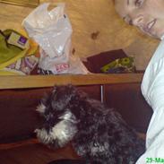 Dvaergschnauzer Willy