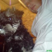 Dvaergschnauzer Willy