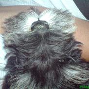 Dvaergschnauzer Willy