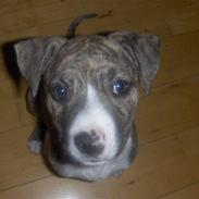 Blanding af racer Chanel