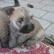 Cairn terrier molly